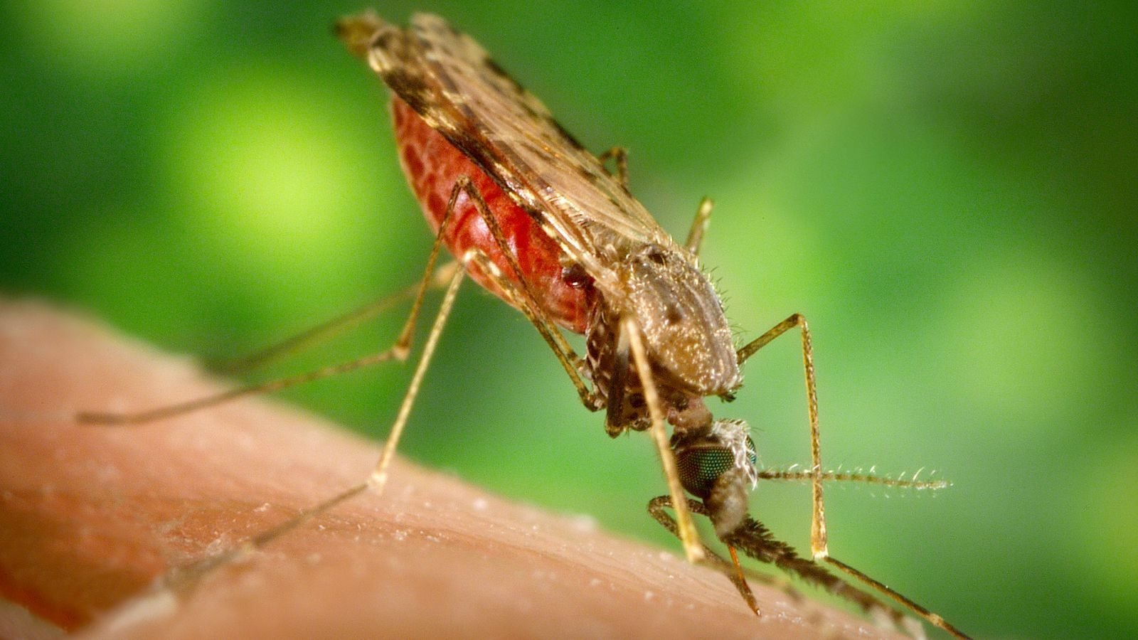 dengue feber dødelighed dengue feber dødelighed