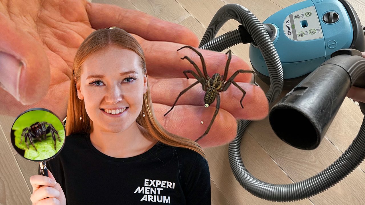 edderkopper overleve støvsugeren? Edderkop VS.
