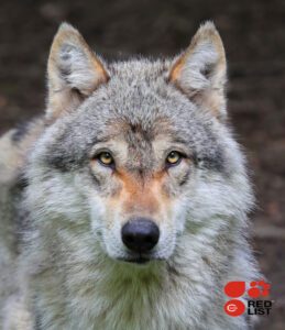 Ulven er på rødlisten over truede arter i Danmark.